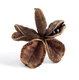 Warm Peony Double Branch Cuff Bracelet by Merzatta Jewelry