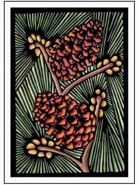 Pine Cones Set of 8 Greeting Cards by Sarah Angst