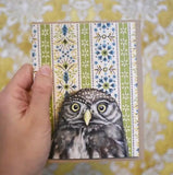 Pygmy Owl Blank Greeting Card by Emily Uchytil