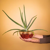 Medium Flower Bowl by Blanket Creek Pottery