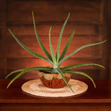 Medium Flower Bowl by Blanket Creek Pottery