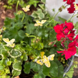 Small Copper Bee - Enamel by Annabelle Noel Designs