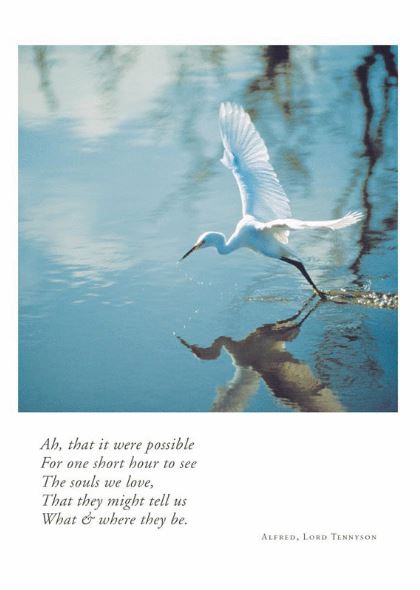 Snow Egret II Sympathy Card from Artists to Watch