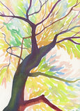 8 Assorted Boxed Trees Notecards by Artists to Watch