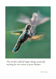 Hummingbird Dance Birthday Card from Artists to Watch