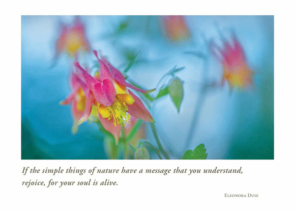 Columbine at Judd Lake Blank Card from Artists to Watch