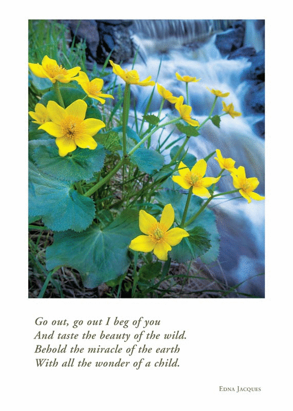 Marsh Marigolds at Uncle Judd's Rapids Blank Card from Artists to Watch