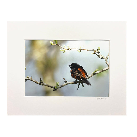 Orchard Oriole by Tony Moline