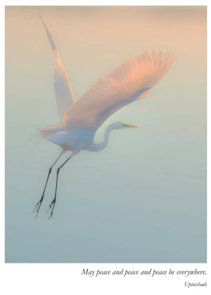 Great Egret Sympathy Blank Card from Artists To Watch