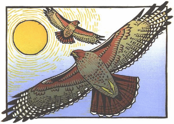 Red-tailed Hawks Blank Card from Artists to Watch
