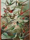 Ernst Haeckel: Hummingbirds 300-Piece Jigsaw Puzzle