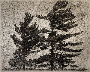 White Pines 4/25 by Nancy Lindsay