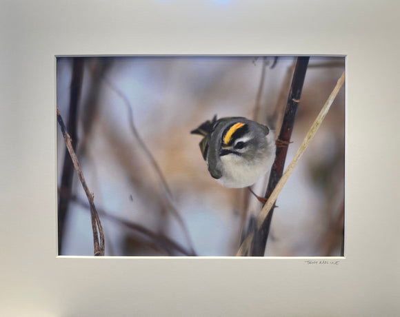 Golden Crowned Kinglet by Tony Moline