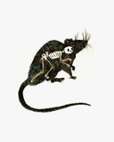 Rat Animus Print by Cat Rocketship