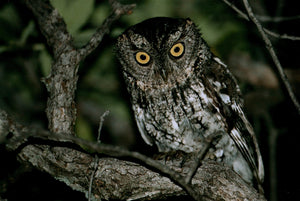 Whisked Screech Owl by Tony Moline