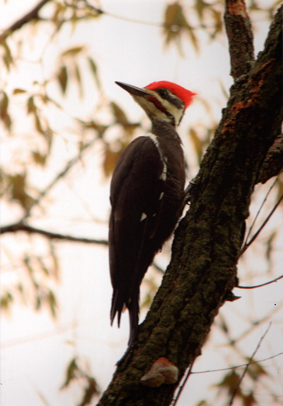 Pileated Woodpecker by Tony Moline